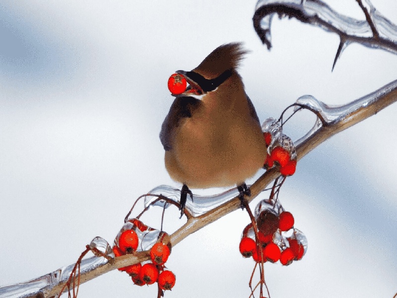 试管移植压力太大试管婴而过程化学试管怎么选